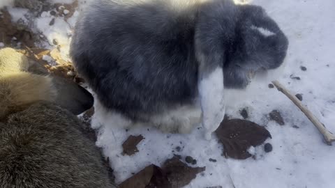 Bunny Snack Time Close-Up