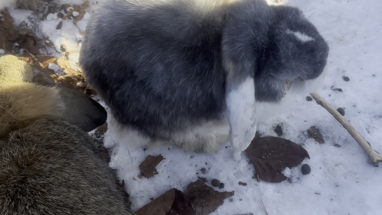 Bunny Snack Time Close-Up