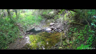 Live Stream