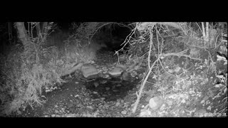 Live Stream