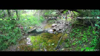 Live Stream