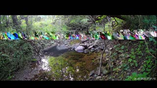 Live Stream