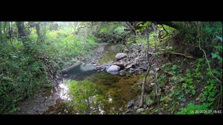 Live Stream