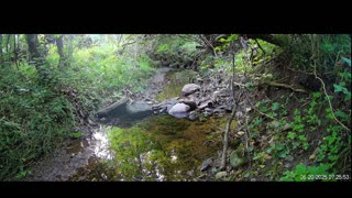 Live Stream