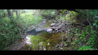 Live Stream
