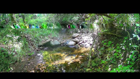 Live Stream