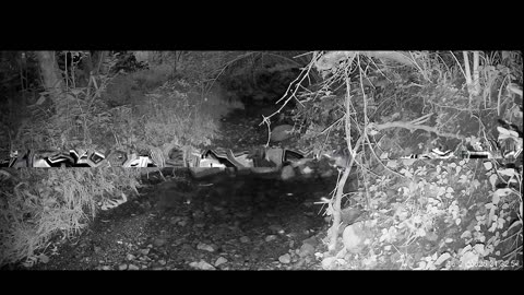 Live Stream