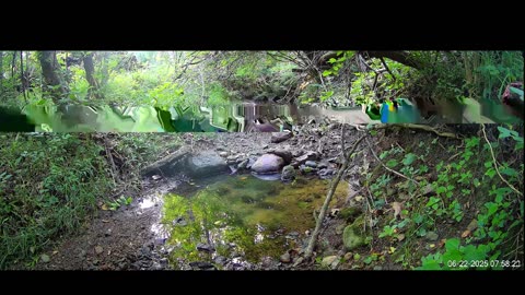 Live Stream