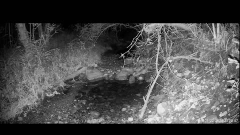 Live Stream