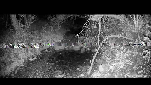 Live Stream