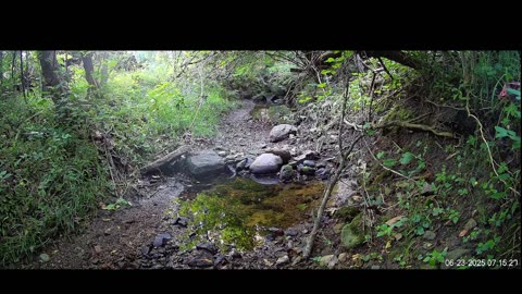 Live Stream