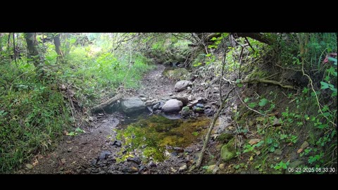 Live Stream