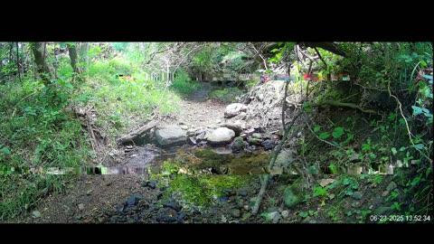 Live Stream