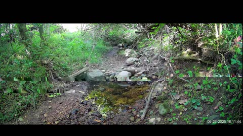 Live Stream