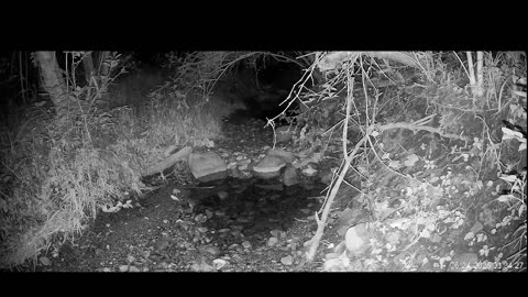 Live Stream