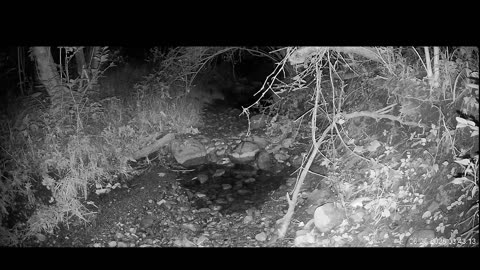 Live Stream