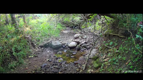 Live Stream