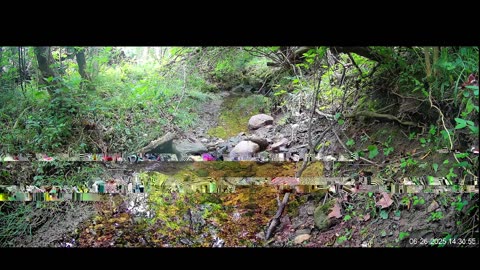 Live Stream