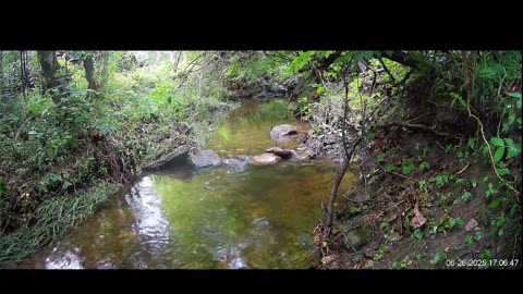 Live Stream