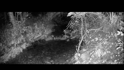 Live Stream