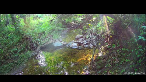 Live Stream