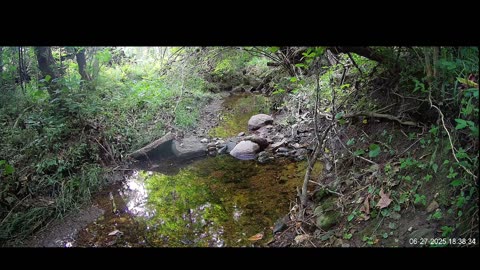 Live Stream