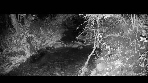 Live Stream