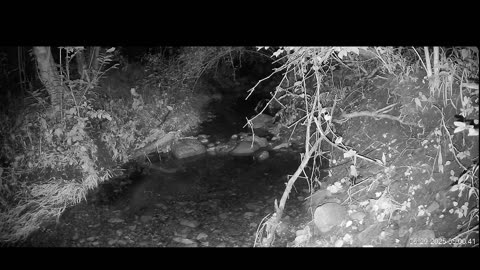 Live Stream