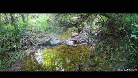 Live Stream