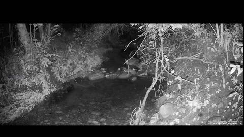 Live Stream