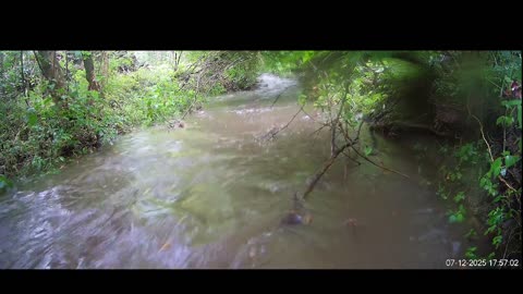 Live Stream