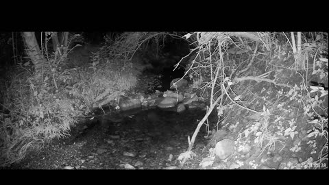 Live Stream