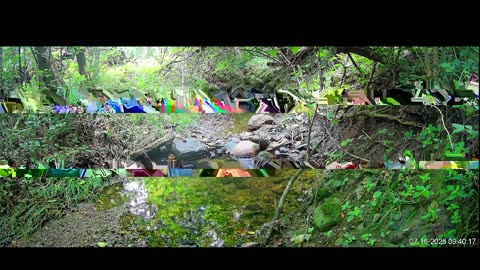 Live Stream