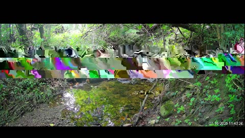 Live Stream