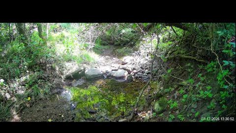 Live Stream