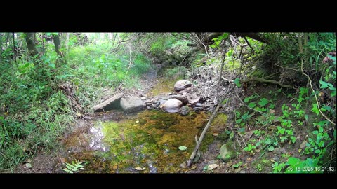 Live Stream