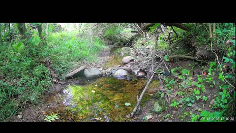 Live Stream