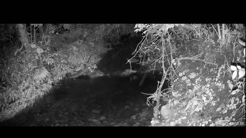 Live Stream