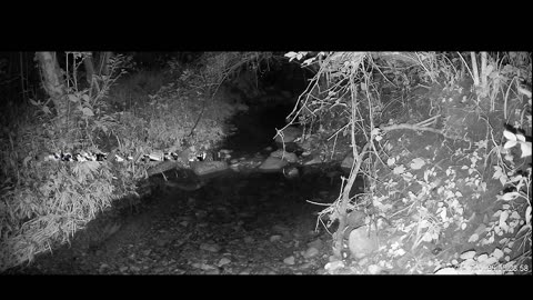 Live Stream