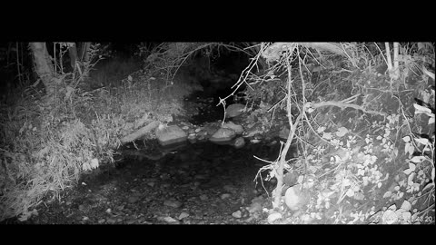 Live Stream