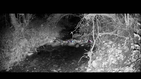 Live Stream