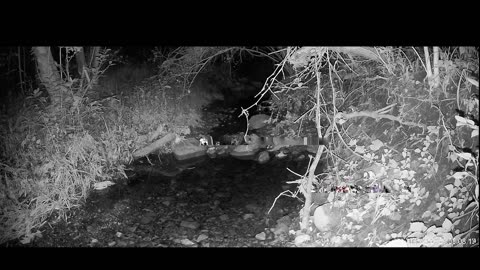 Live Stream