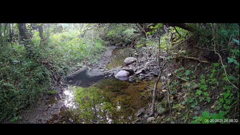 Live Stream