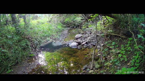 Live Stream