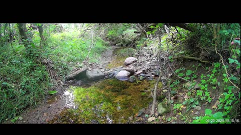 Live Stream