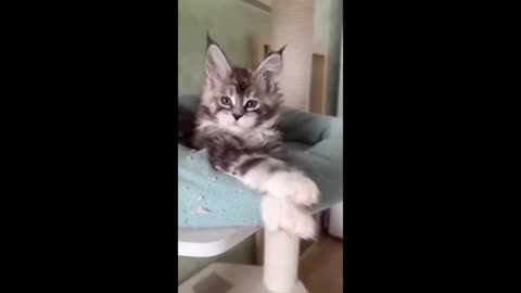 Funnies cats
