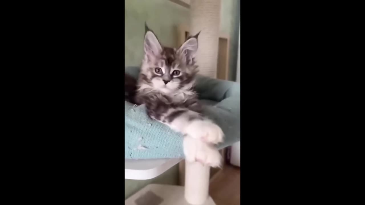 Funnies cats