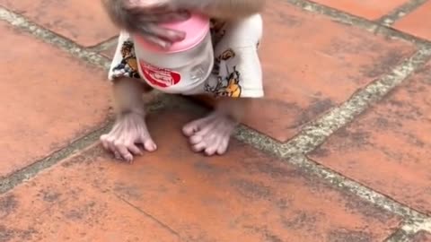 This Baby Monkey's Smile is EVERYTHING! 😍 #Shorts