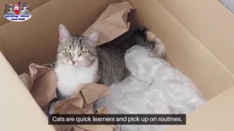 Why Your Cat Follows You Everywhere – 4 Surprising Reasons! 🐱