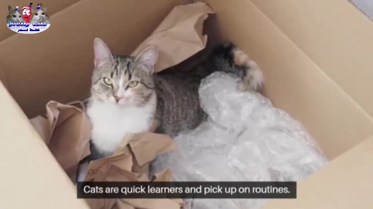 Why Your Cat Follows You Everywhere – 4 Surprising Reasons! 🐱